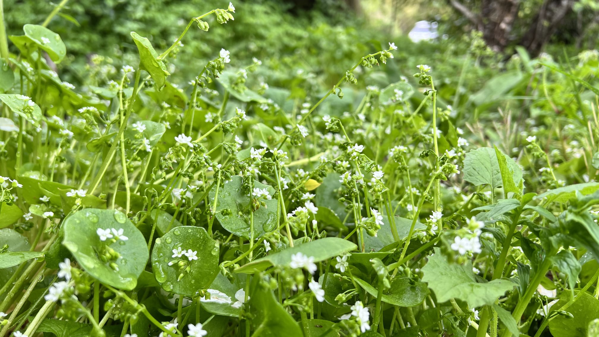 claytone-de-cuba-claytonia-perfoliata Feuillage succulent de Claytone de Cuba avec feuilles rondes charnues