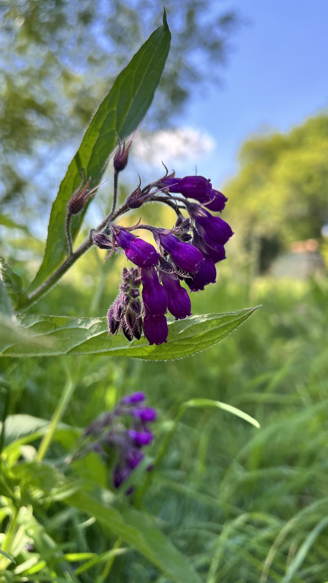 consoude-symphytum-officinale Fleurs pourpres pendantes de Consoude