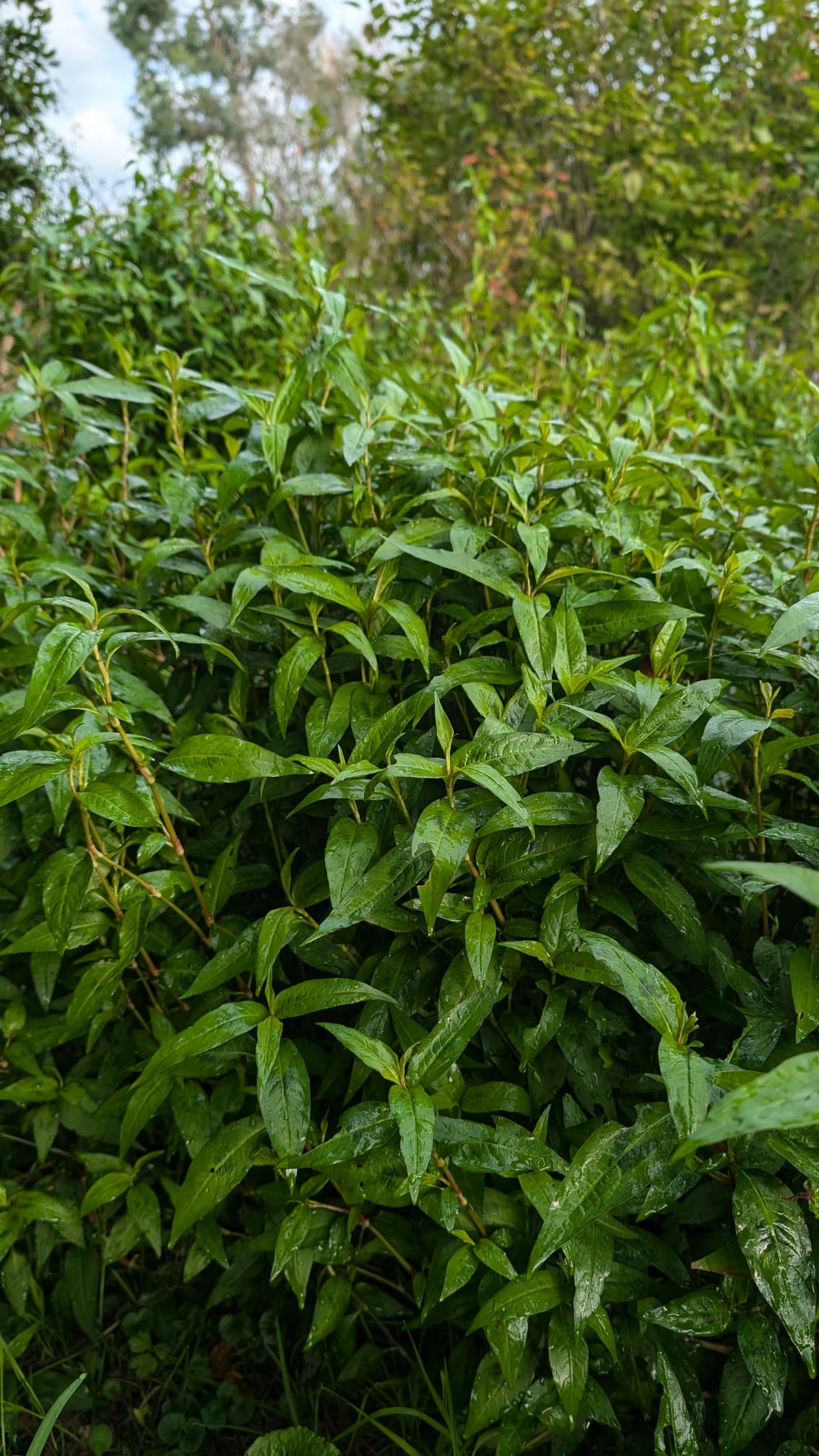 coriandre-vietnamienne-persicaria-odorata Feuillage lancéolé vert de coriandre vietnamienne