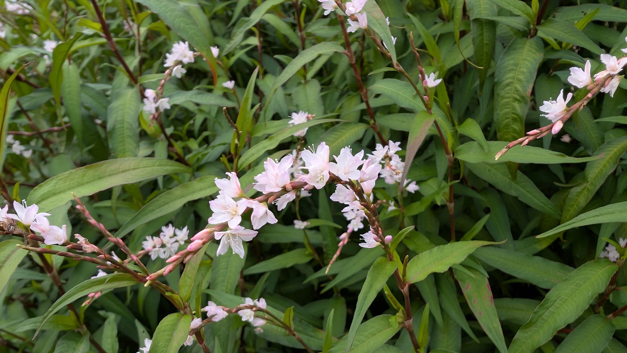 coriandre-vietnamienne-persicaria-odorata Fleur de coriandre vietnamienne