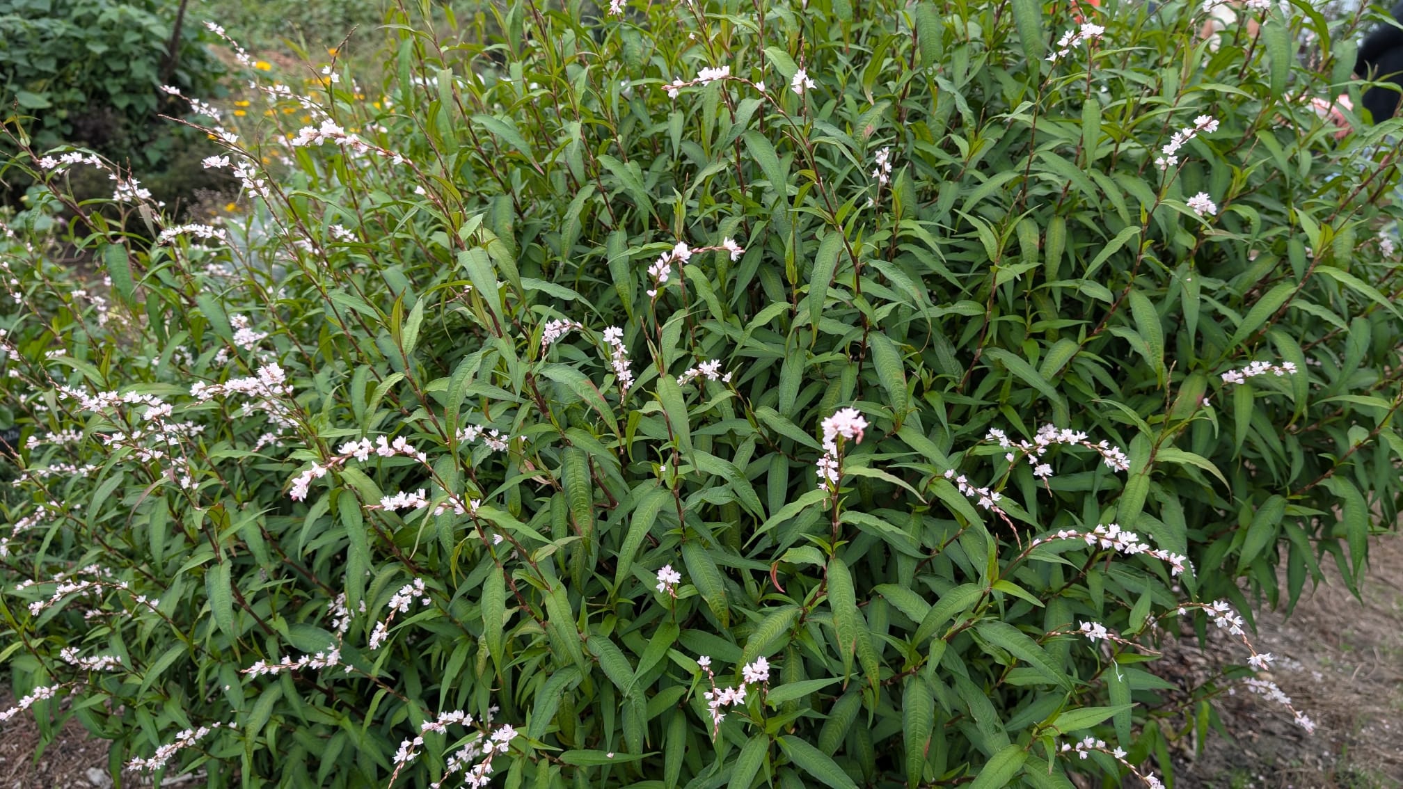 coriandre-vietnamienne-persicaria-odorata Coriandre vietnamienne en floraison généreuse