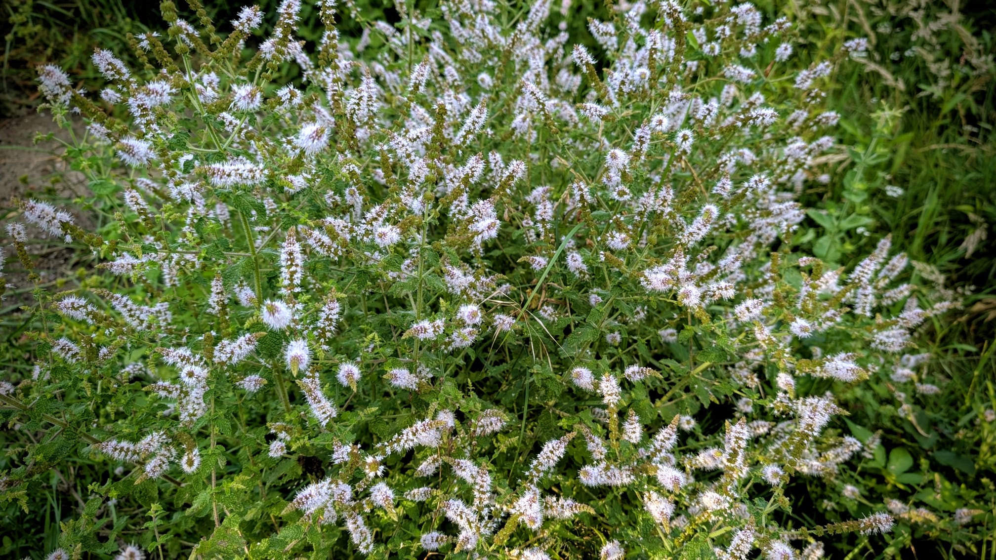 d807e36e-9d5f-482b-8790-e71d85cc17a1 Pot de D807E36E 9D5F avec feuillage sain et développement généreux