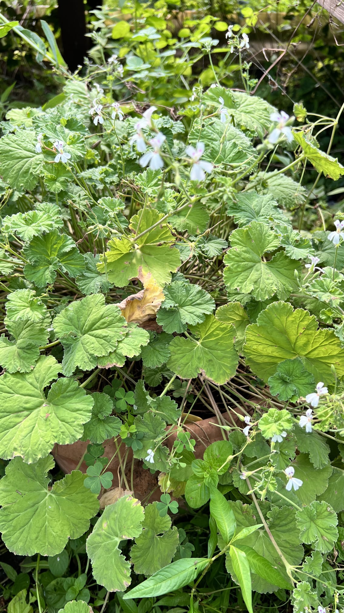 geranium-pomme-pelargonium-odoratissimum Plant de Géranium Pomme avec feuillage vert délicat et texture fine