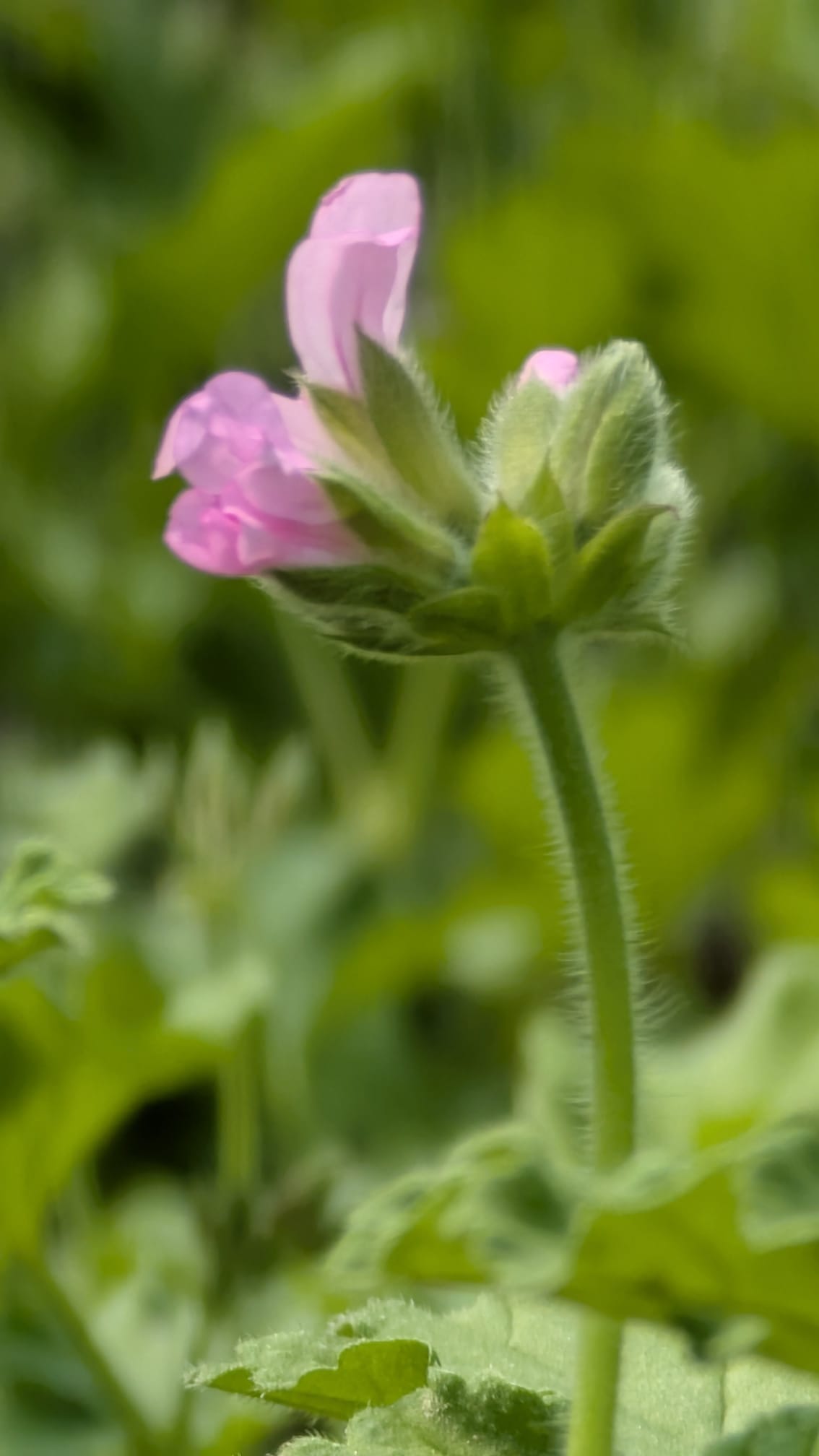 Géranium rosat - Fleur Fleurs rose pâle du géranium rosat avec feuillage vert duveteux