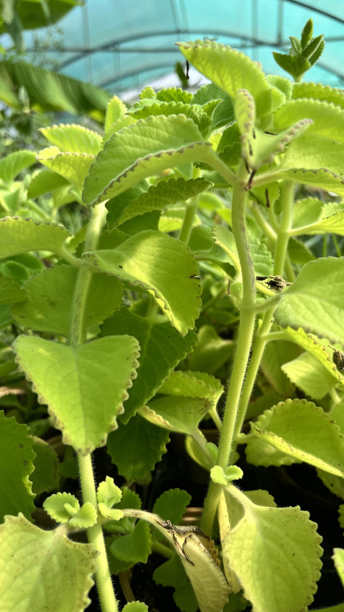 gros-thym-antillais-plectranthus-amboinicus Pot de Gros Thym antillais avec feuilles larges et épaisses bien développées