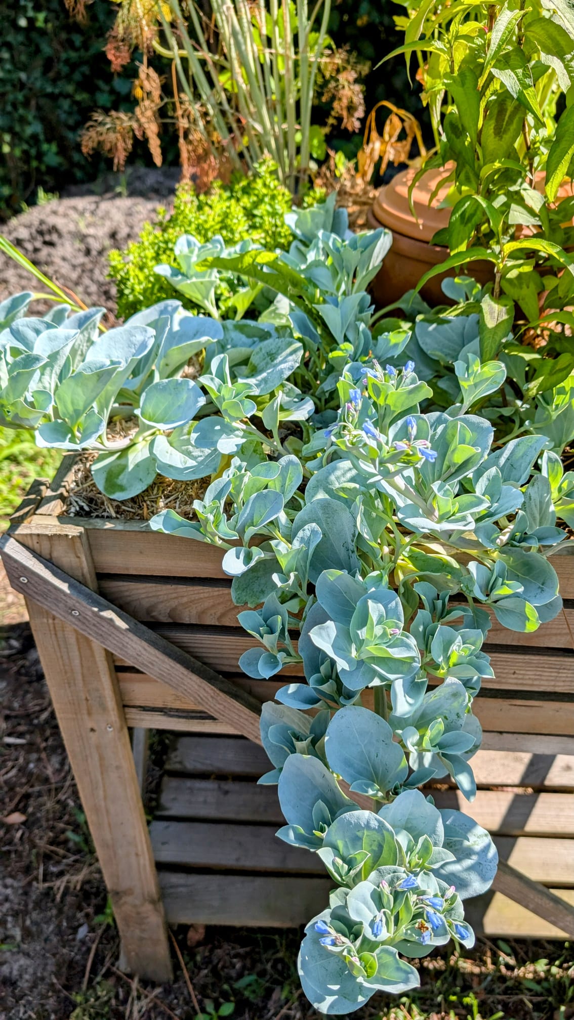 huitre-vegetale-mertensia-maritima Plant développé d'huître végétale avec feuillage charnu gris-bleu