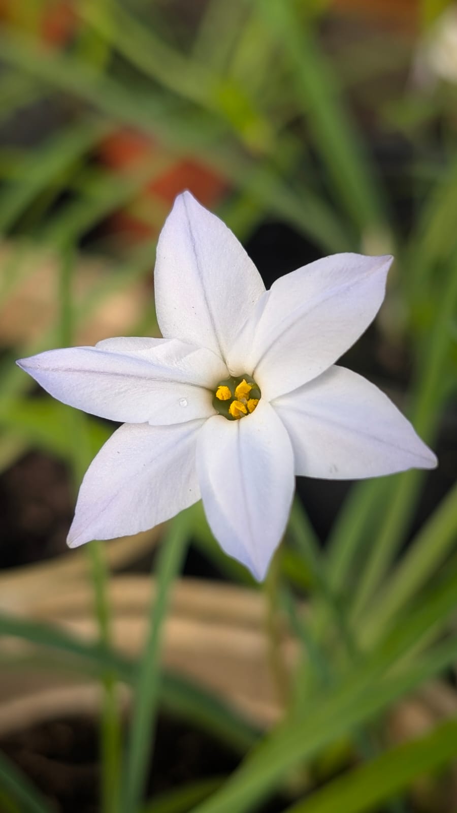 ipheion-ipheion-uniflorum Gros plan fleur blanche d'Ipheion uniflorum au focus