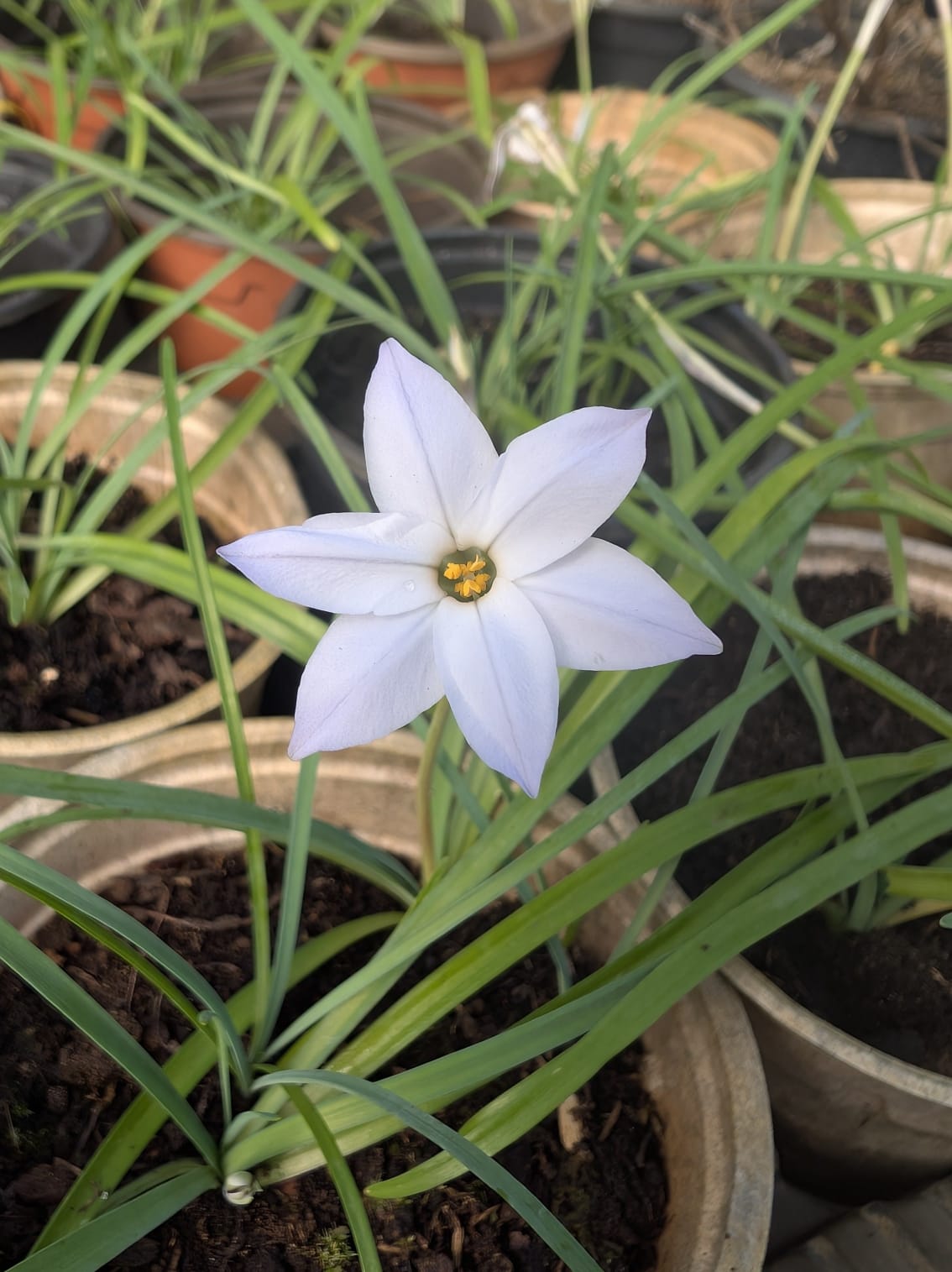 ipheion-ipheion-uniflorum Fleur blanche d'Ipheion uniflorum entourée de feuillage