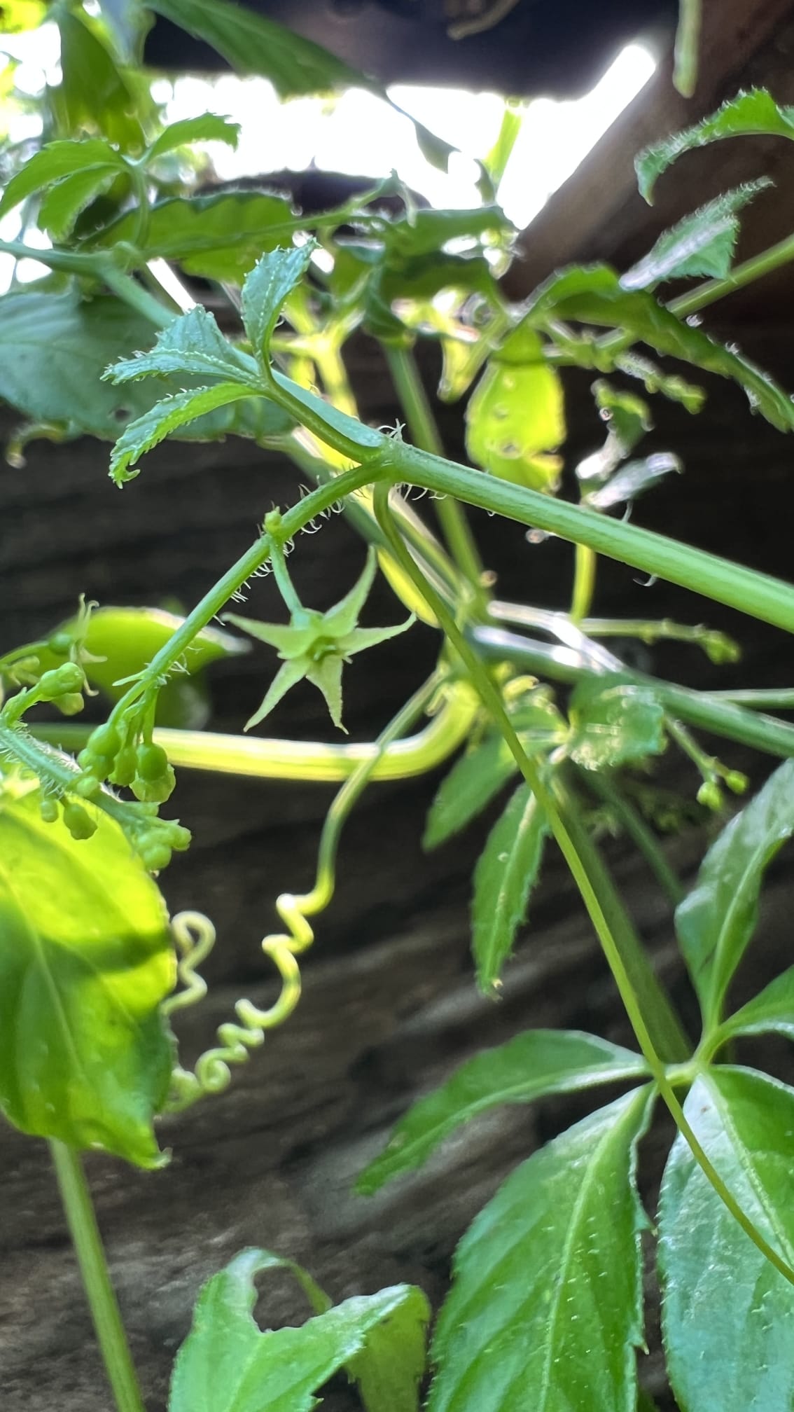 jiaogulan-gynostemma-pentaphyllum Feuillage vert du Jiaogulan avec texture pliée caractéristique