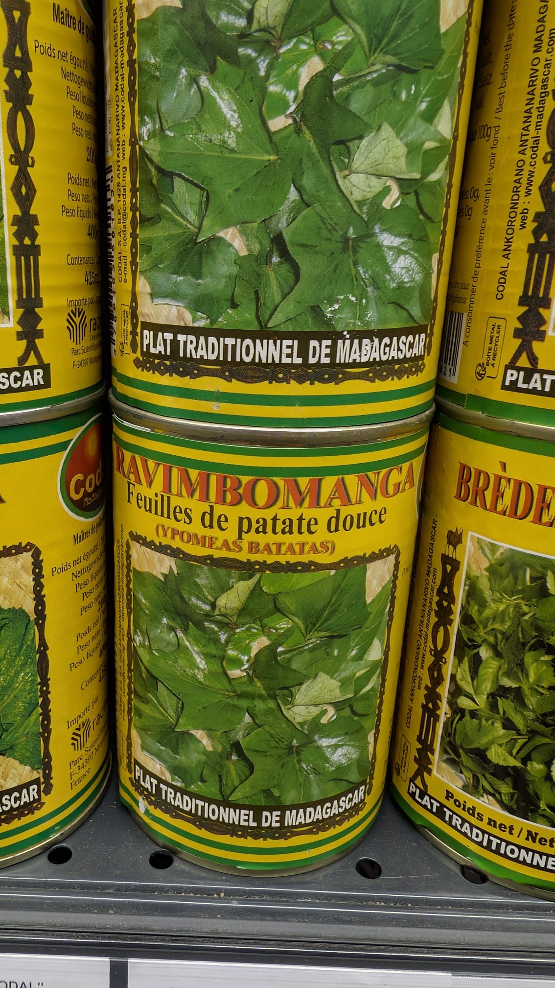 Patate douce - Feuillage Feuillage en forme de cœur de patate douce Beauregard avec tiges