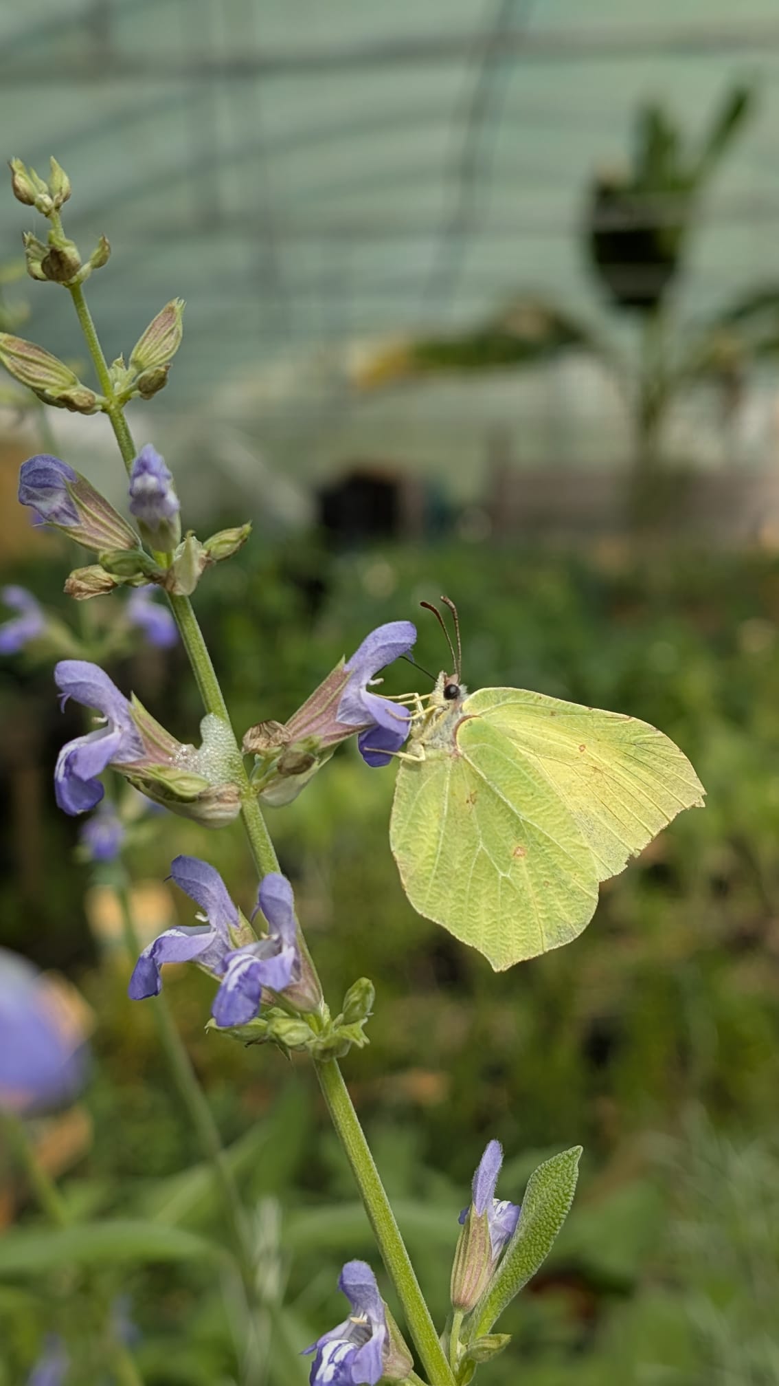 Sauge officinale - Fleur Fleurs violet-bleu de sauge officinale avec papillon citron blanc jaune