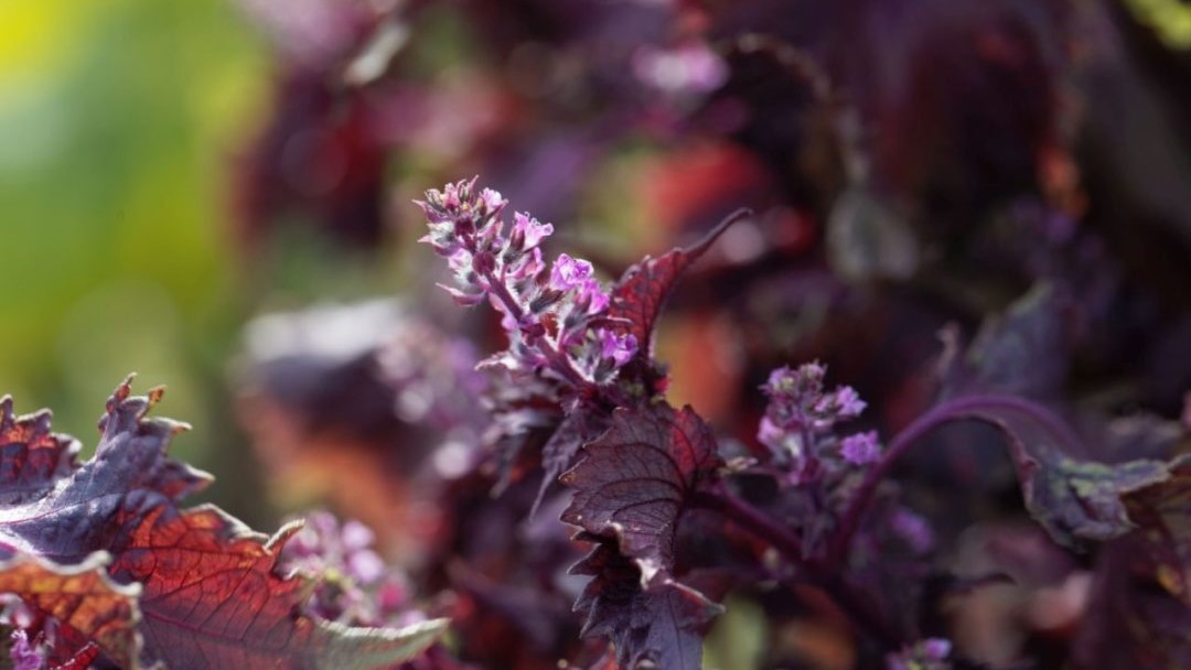 shiso-pourpre-perilla-frutescens Shiso pourpre en floraison avec fleurs roses et feuillage coloré