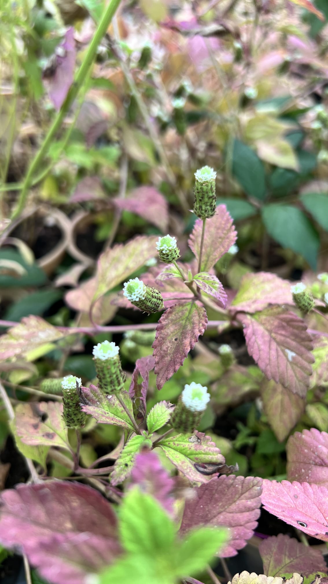 sucre-des-azteques-lippia-dulcis Fleurs blanches du Sucre des Aztèques avec feuillage pourpre