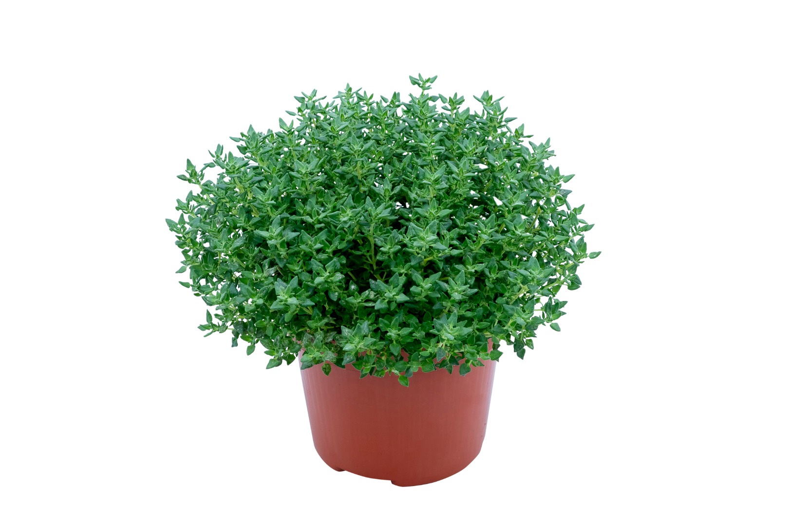 thym-rose-thymus-spp-rose Thym rose détail