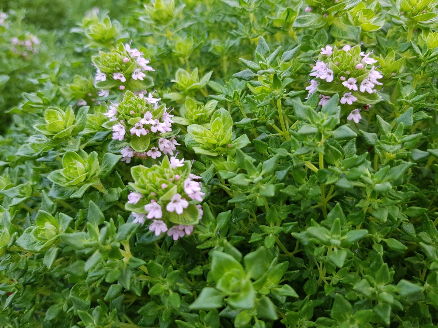 thym-rose-thymus-spp-rose-fleur Fleur de thym rose en détail