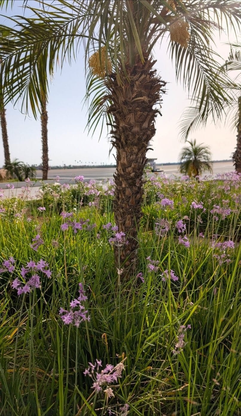 ail-violet-africain-tulbaghia-violacea Tulbaghia violacea (ail violet africain) en fleur