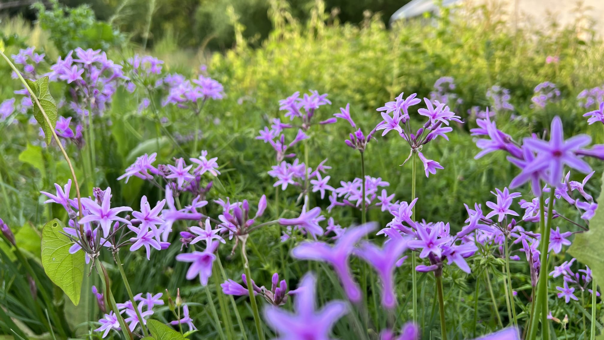 tulbaghia-violacea Tulbaghia violacea en fleur avec ses petites fleurs mauves étoilées