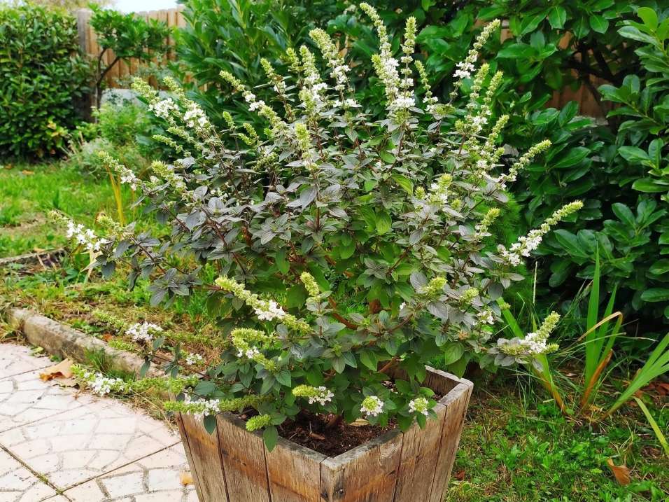 Basilic Magic white en gros pot Basilic Magic White dans un gros pot sur une terrasse.