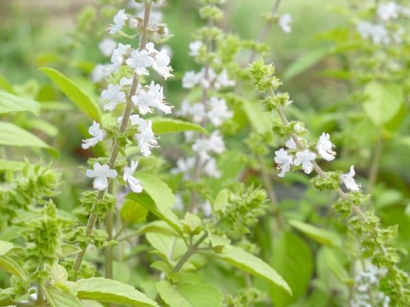 Floraison de basilic Magic White Détail de la floraison de basilic Magic White