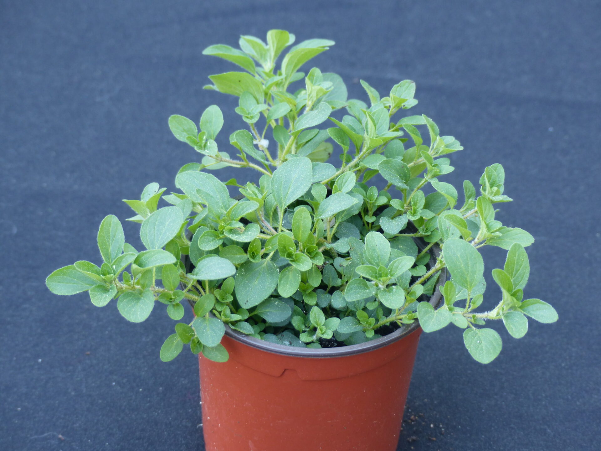 Origan commun - origanum vulgare (1) pot d'origan commun piot de la serre o délices