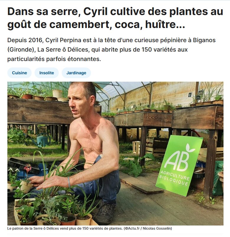 Portrait de la serre o délices dans le web magasine Actu-fr le 8 mai 2023 Portrait de Cyril Perpina (La Serre Ô Délices) dans le web magasine Actu.fr, pour expliquer le projet de la serre ô délices et parler des nombreuses variétés de plantes aromatiques rares (bredes mafane, plante fromage, géranium).
