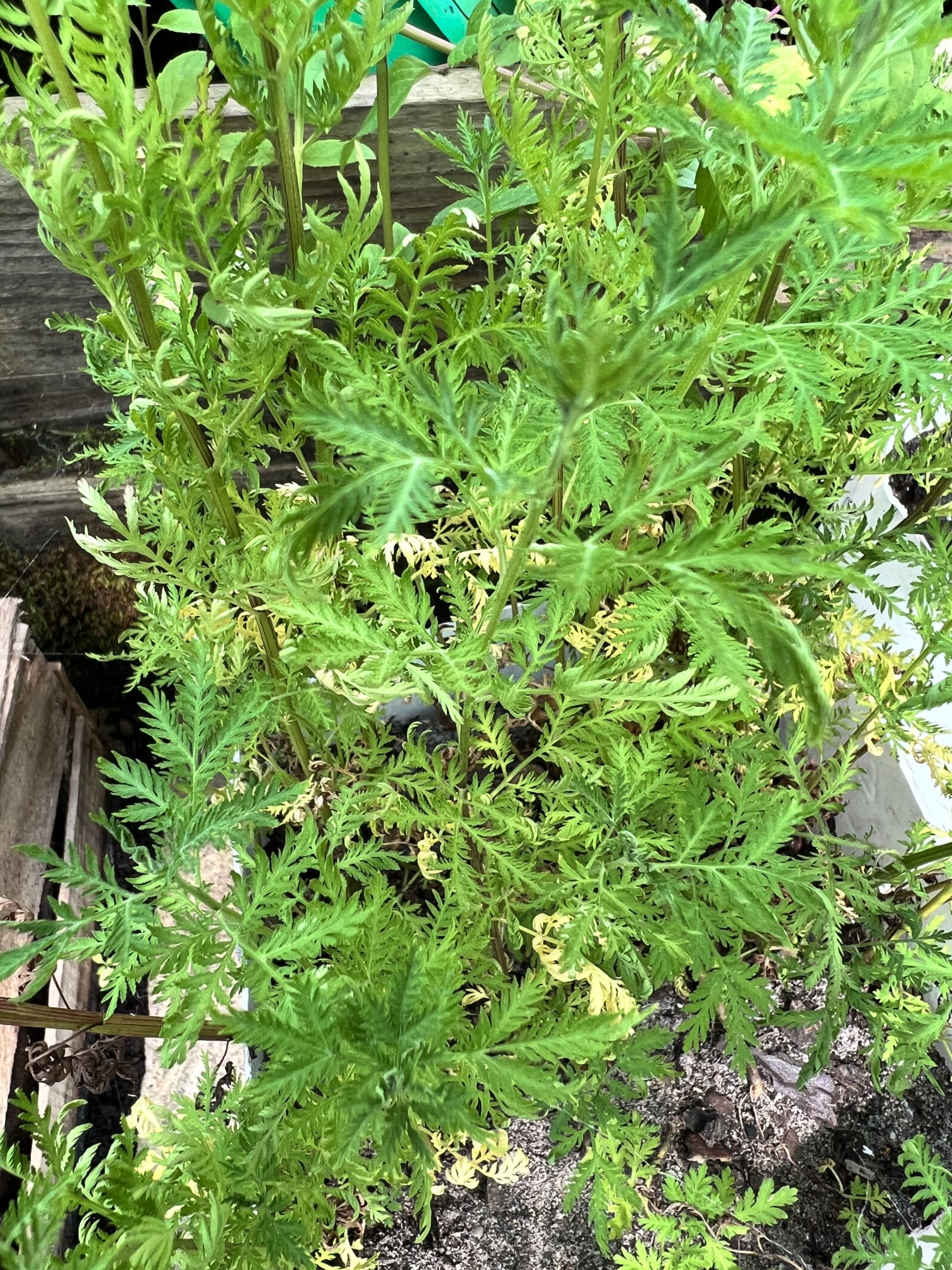 Absinthe Chinoise - Artemisia annua Absinthe chinoise - feuillage vert fin et découpé, phase végétative